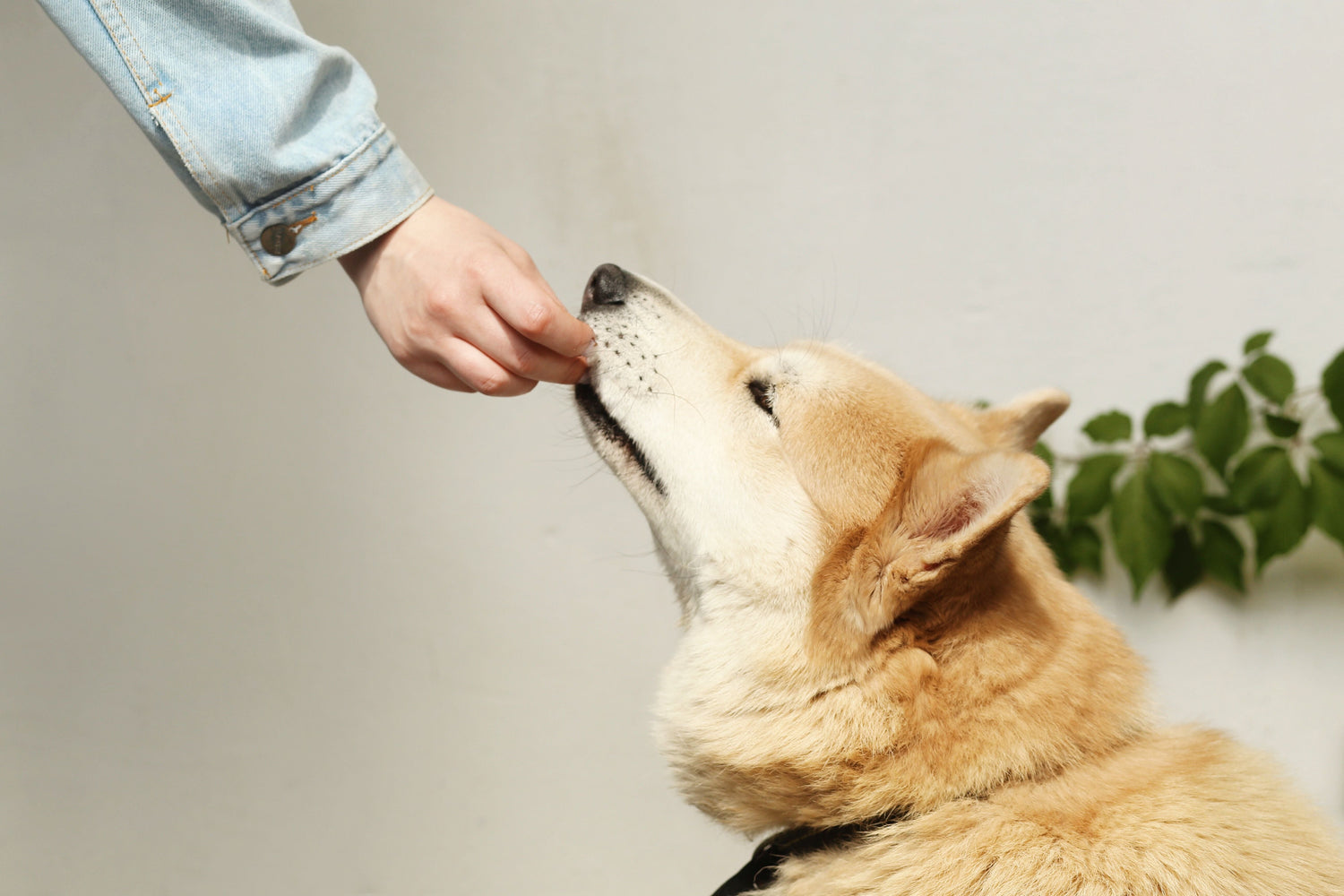 狗乾糧